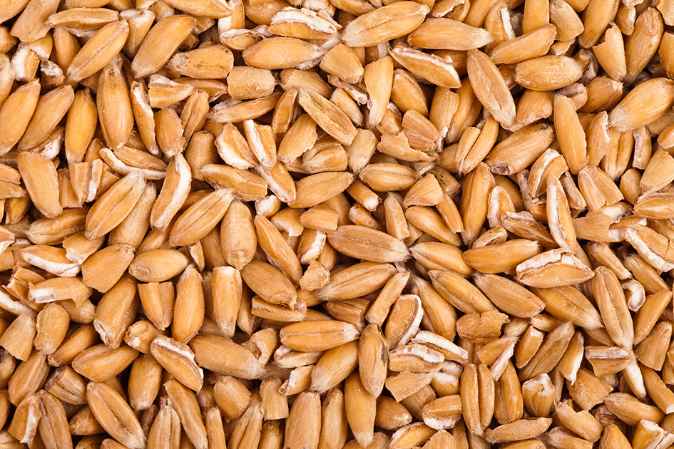 «Stell Dir vor, jeder Mensch wäre ein Weizenkorn…» Wanderausstellung