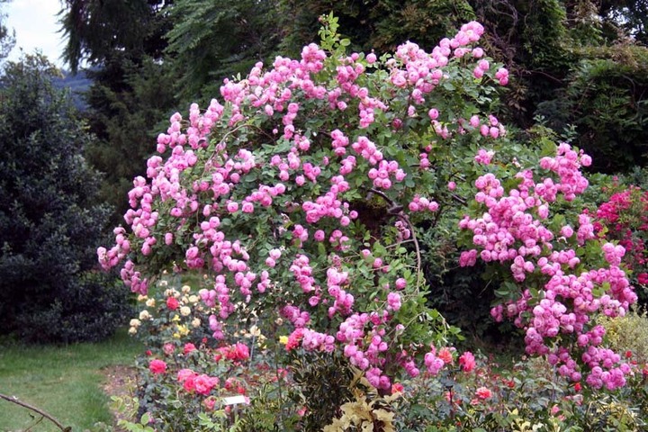Muttertagsfond des Aargauischen Katholischen Frauenbundes (AKF)