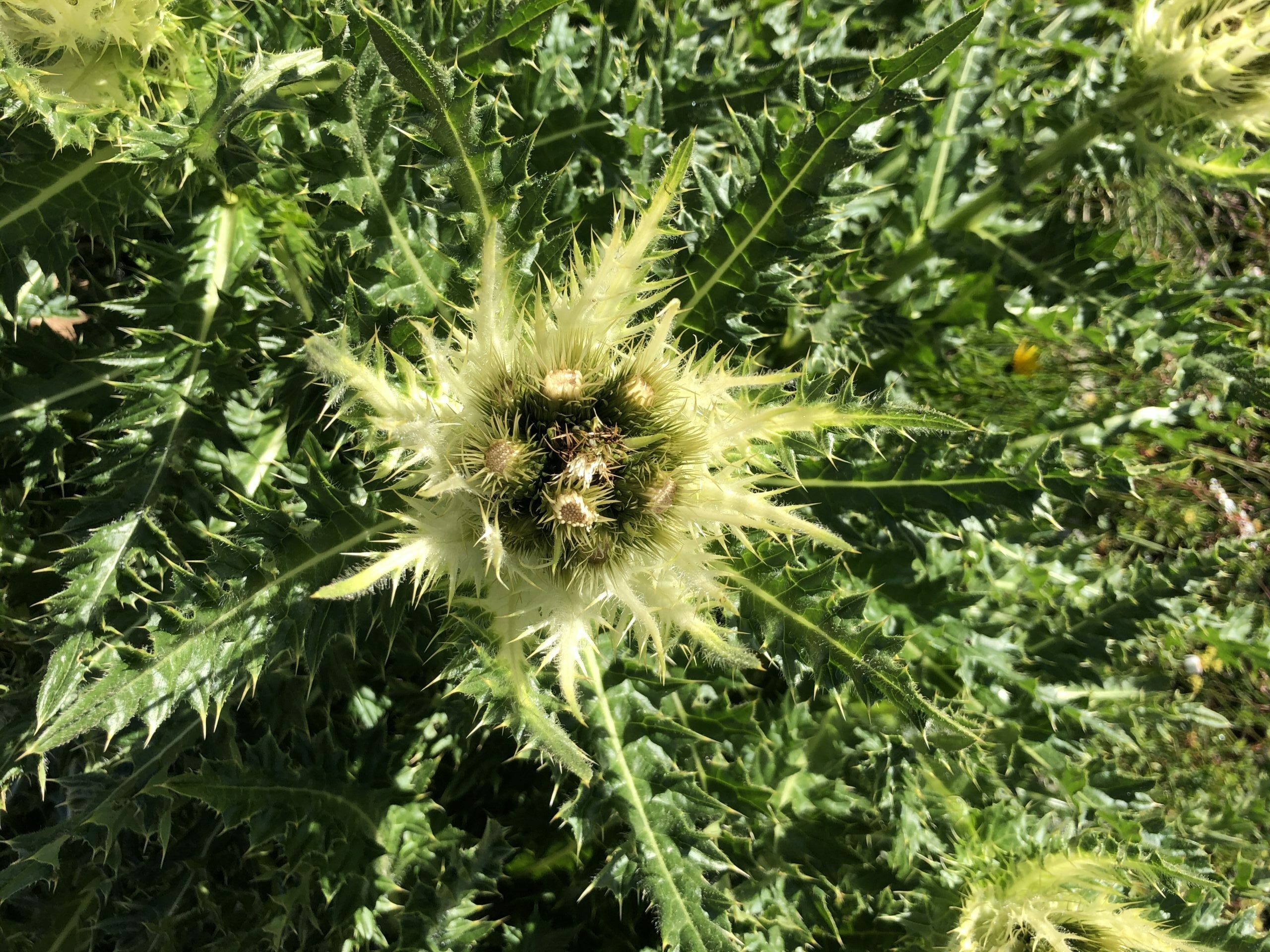 Von Rosen und Disteln