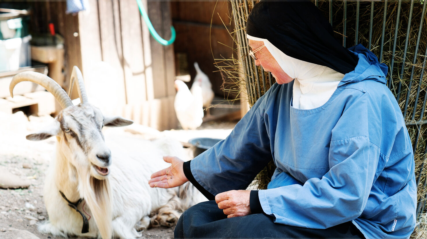 Tierisch meditieren auf der Rigi