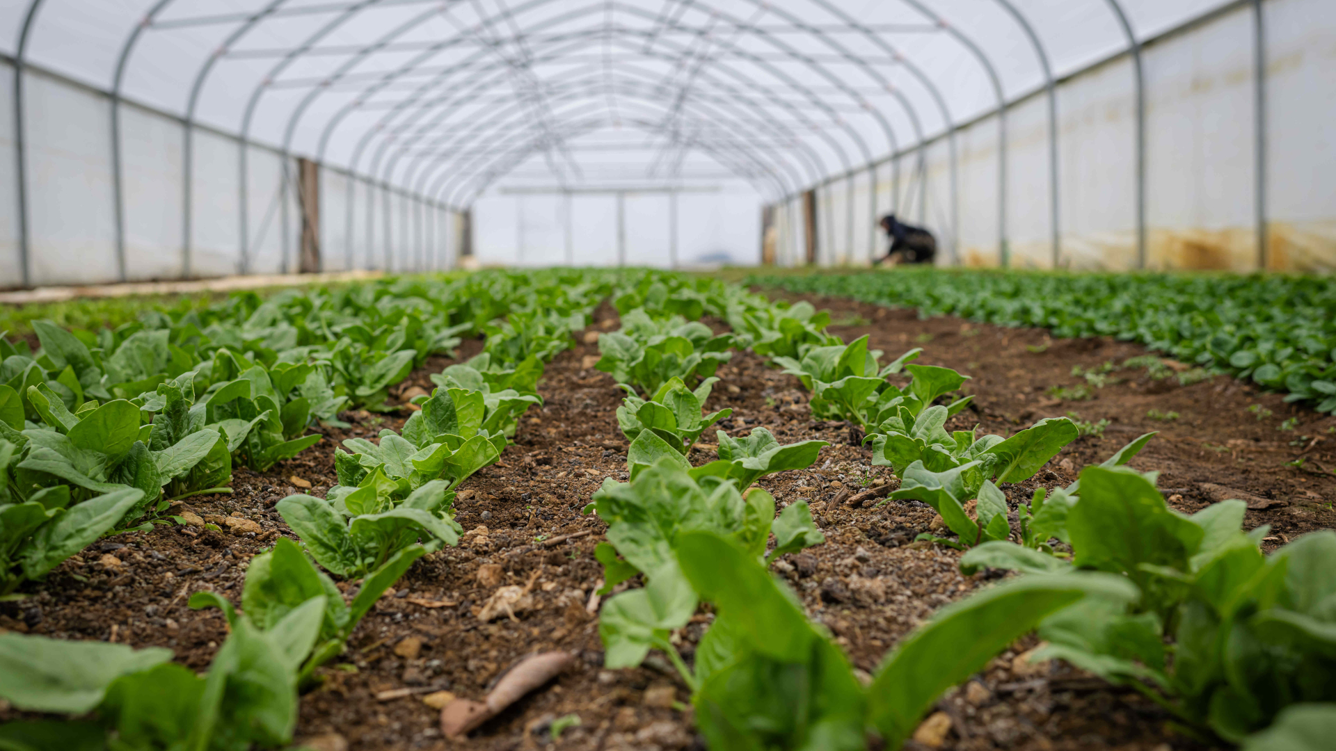Essen ist nicht Wurst